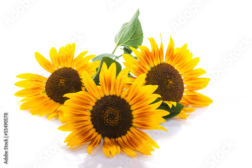 Photo: bouquet of sunflowers bouquet of sunflowers
