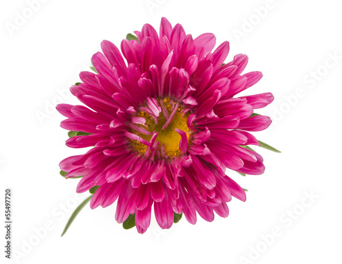 Photo: pink aster isolated pink aster isolated