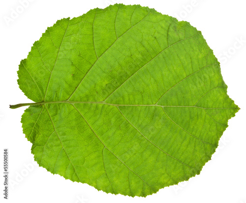 Photo: green leaf of hazel tree green leaf of hazel tree