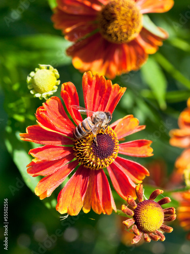 Photo: honey bee sips nectar from gaillardia flower honey bee sips nectar from gaillardia flower