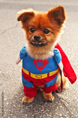Photo: Super Dog Super Dog