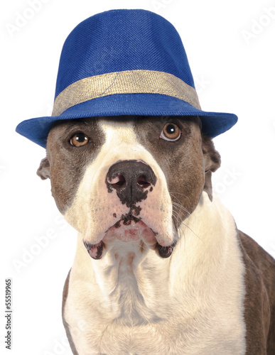 Photo: american staffordshire terrier with a hat american staffordshire terrier with a hat
