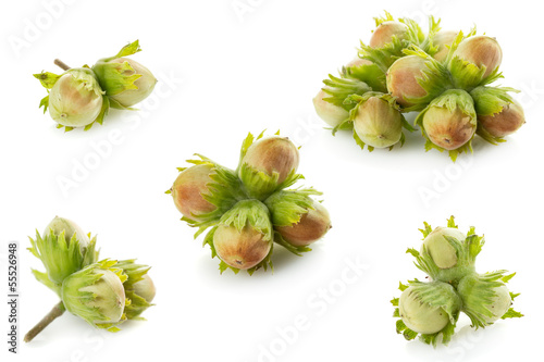 Photo: Green Unripe Hazelnuts Green Unripe Hazelnuts
