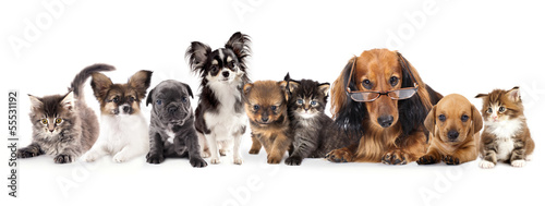 Photo: Longhair dachshund wearing glasses Longhair dachshund wearing glasses