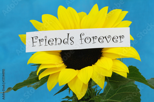 Photo: Friends forever card with sunflower on blue background Friends forever card with sunflower on blue background