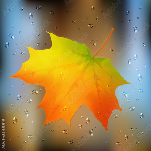 Vector: Autumn orange vector leaf on wet glass Autumn orange vector leaf on wet glass
