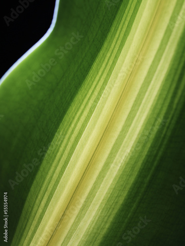 Photo: Leaf Veins Leaf Veins