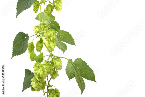 Photo: hop cones isolated hop cones isolated