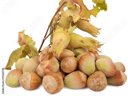 Photo: Hazelnuts Hazelnuts