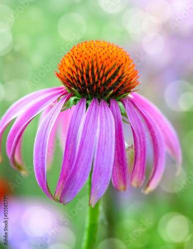 Photo: Echinacea flower on natural green background Echinacea flower on natural green background