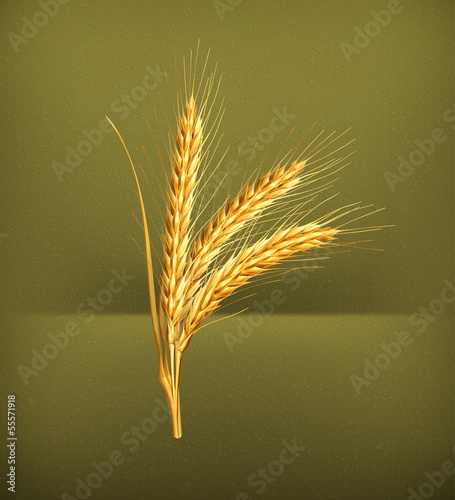 Vector: Ears of wheat, vector Ears of wheat, vector