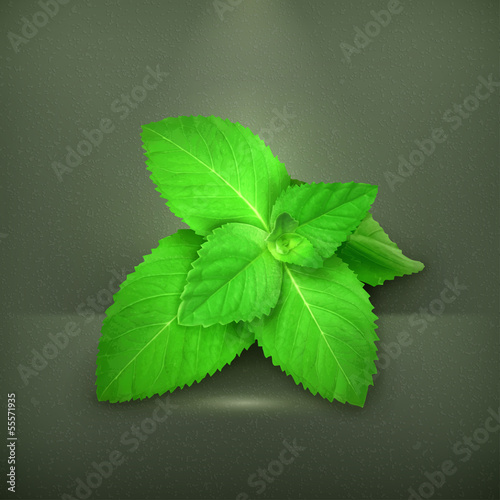 Vector: Fresh mint leaves, vector illustration Fresh mint leaves, vector illustration