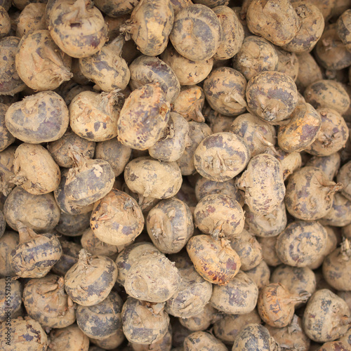 Photo: water chestnuts water chestnuts