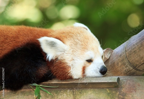 Photo: Panda roux faisant un petite sieste Panda roux faisant un petite sieste