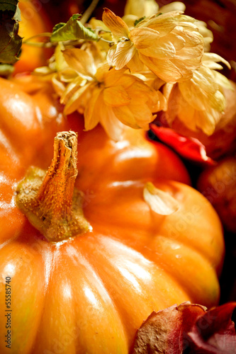 Photo: Pumpkin and hop Pumpkin and hop