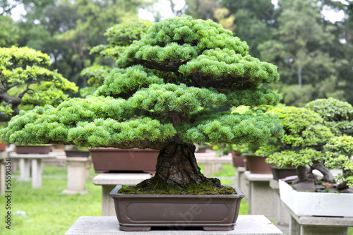 Photo: The Bonsai Garden in Suzhou, China The Bonsai Garden in Suzhou, China