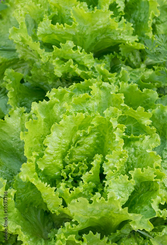 Photo: fresh green salat fresh green salat
