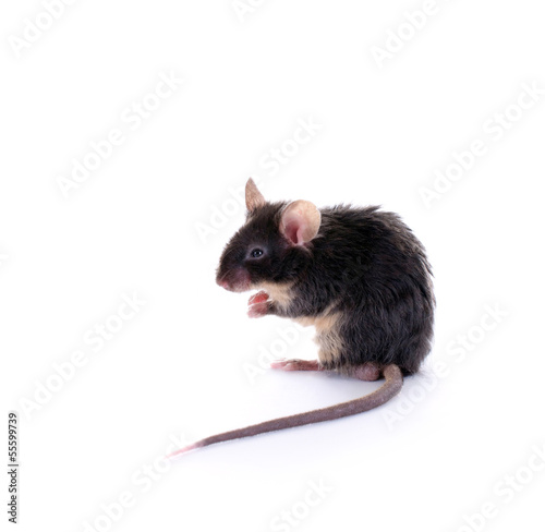 Photo: Keine, schwarze Maus Keine, schwarze Maus