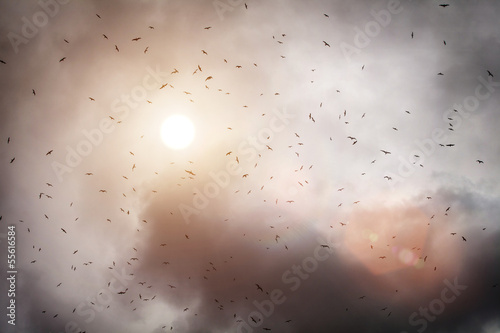 Photo: flock of birds in sun flock of birds in sun
