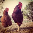 Two chicken Two chicken