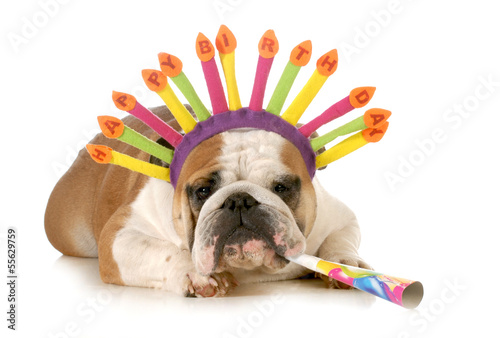 Photo: birthday dog birthday dog