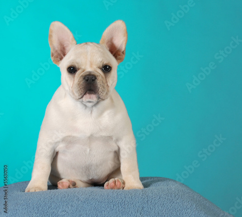 Photo: french bulldog puppy french bulldog puppy