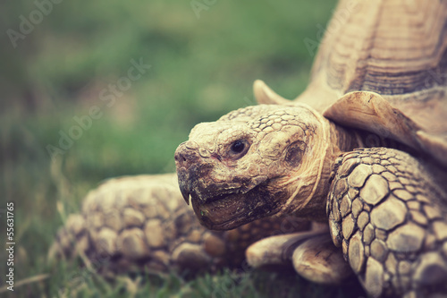 Photo: tortoise close up tortoise close up
