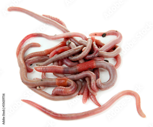 Photo: Worms isolated on white Worms isolated on white