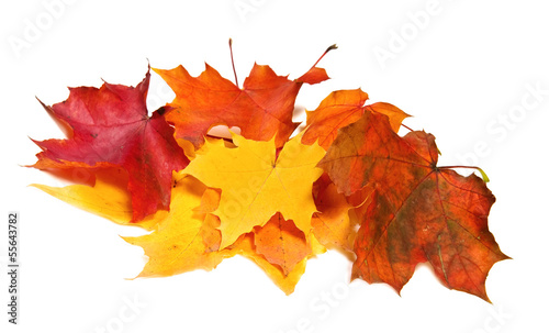 Photo: Many maple fall colored leaves Many maple fall colored leaves