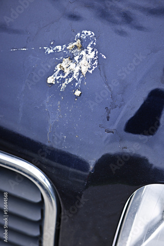 Photo: Bird droppings on car hood Bird droppings on car hood