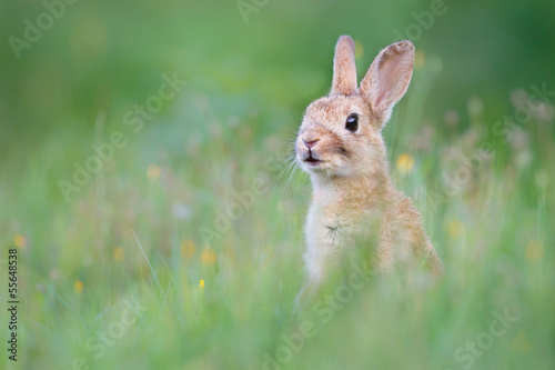 Photo: wild rabbit wild rabbit