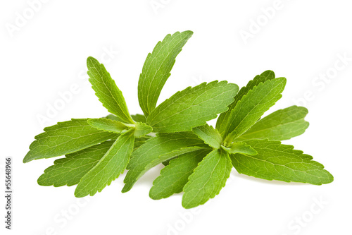 Photo: Stevia Stevia