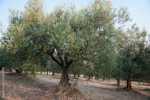 Photo: Olive trees Olive trees