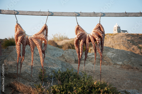 Photo: Octopus Octopus
