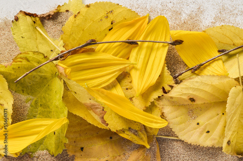 Photo: Herbstblätterfarben Dekoration Herbstblätterfarben Dekoration