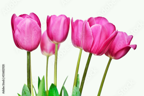 Photo: pink tulips pink tulips