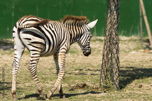 Photo: Wild zebra Wild zebra