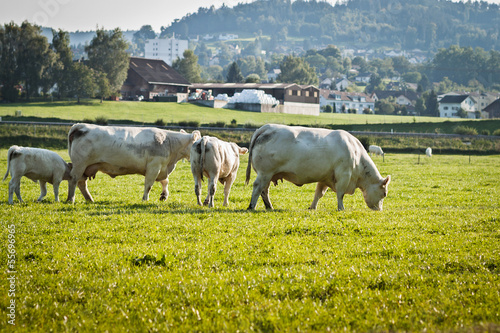Photo: Weissblaue Belgier Kühe Weissblaue Belgier Kühe