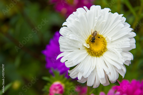 Photo: A bee on a flower aster A bee on a flower aster