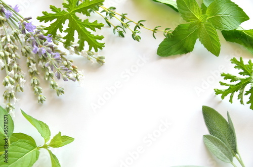 Photo: herbal frame herbal frame