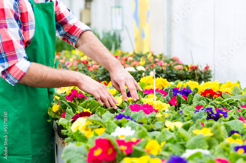 Photo: Blumenzucht - Gärtner in seiner Großgärtnerei Blumenzucht - Gärtner in seiner Großgärtnerei