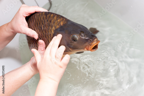 Photo: women hand with son touching christmas carp women hand with son touching christmas carp