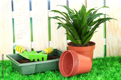 Photo: Beautiful flower in pot on grass in garden Beautiful flower in pot on grass in garden