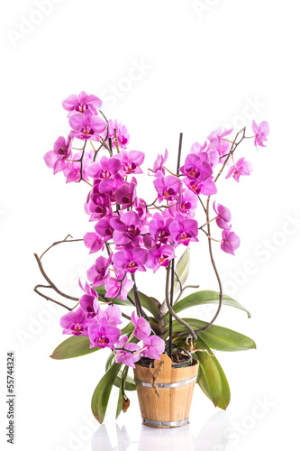 Photo: phalaenopsis phalaenopsis