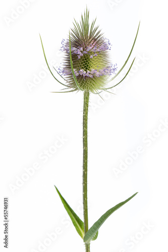 Photo: Wilde Karde (Dipsacus silvestris) - Einzelne Pflanze Wilde Karde (Dipsacus silvestris) - Einzelne Pflanze