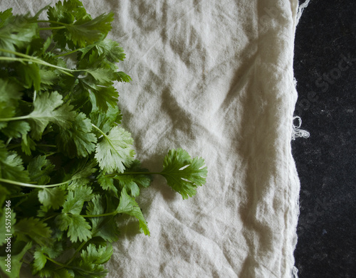 Photo: cilantro on cotton cilantro on cotton