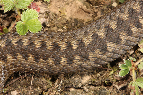 Photo: Adder, Vipera berus Adder, Vipera berus