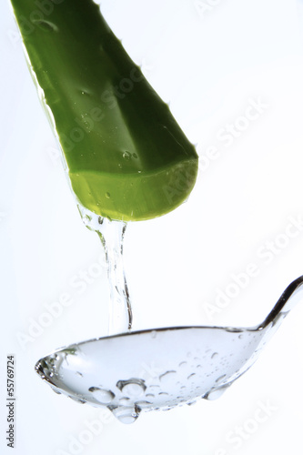 Photo: Aloe vera mit Tropfen Aloe vera mit Tropfen