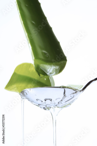 Photo: Aloe vera mit Tropfen Aloe vera mit Tropfen