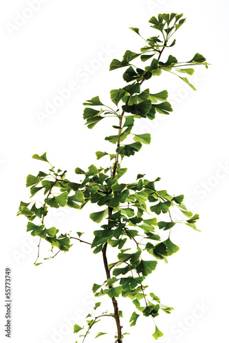Photo: Ginko-Baum, Nahaufnahme Ginko-Baum, Nahaufnahme
